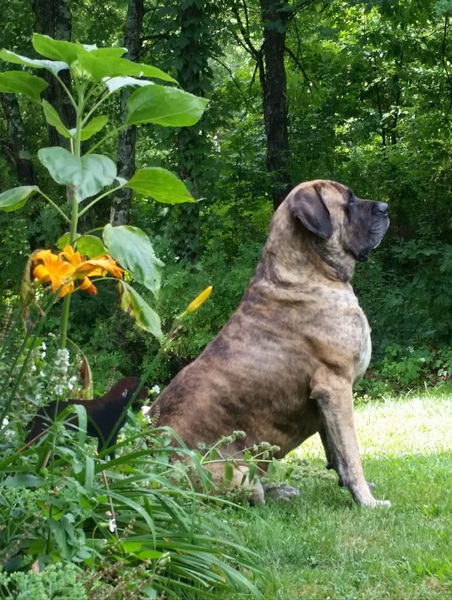 Majestic mastiff by TheStableLabel
