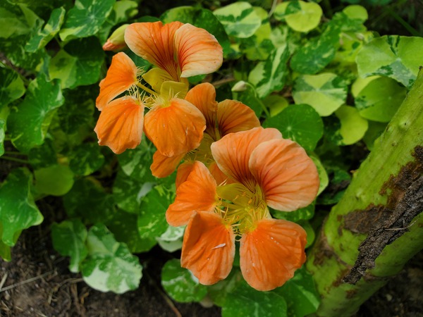 Nasturtium peach by TheStableLabel