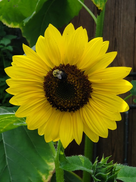 Sunflower with bumblebee Print