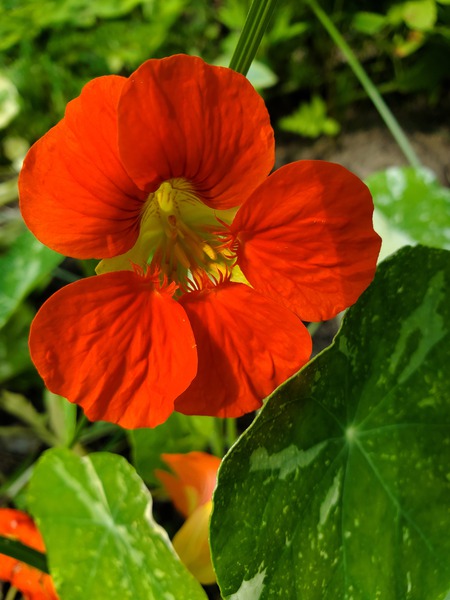 Nasturtium orange red by TheStableLabel