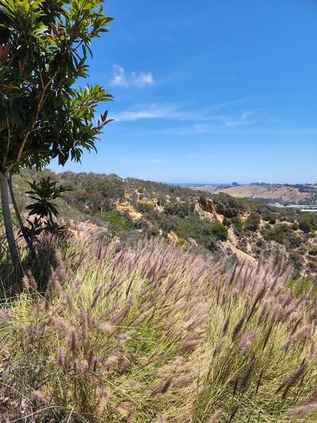 San Diego landscape by TheStableLabel