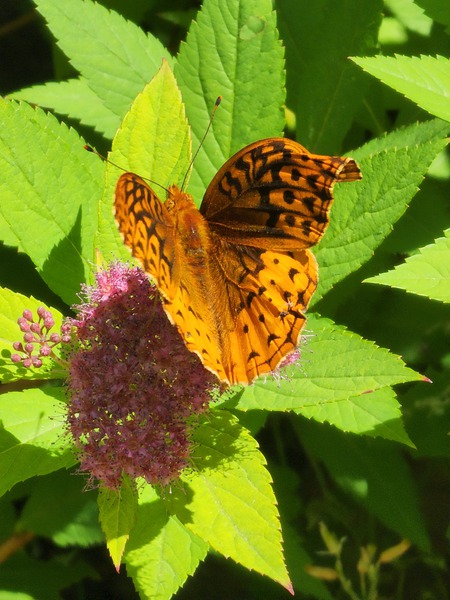 Butterfly pink flower  by TheStableLabel
