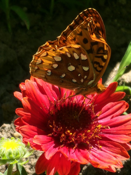 Butterfly coral flower  by TheStableLabel