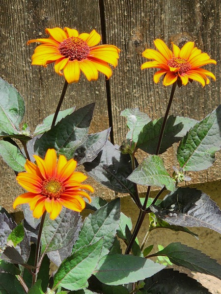 Rustic daisy Print