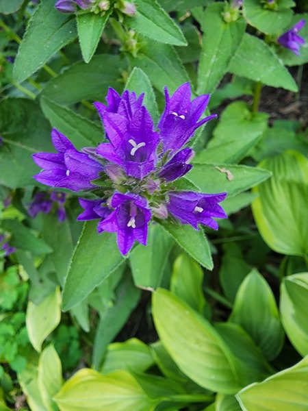 Purple flower Print