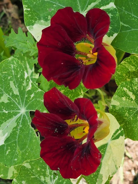 Burgundy nasturtium flower by TheStableLabel