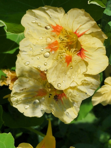 Pale yellow nasturtium flower  by TheStableLabel