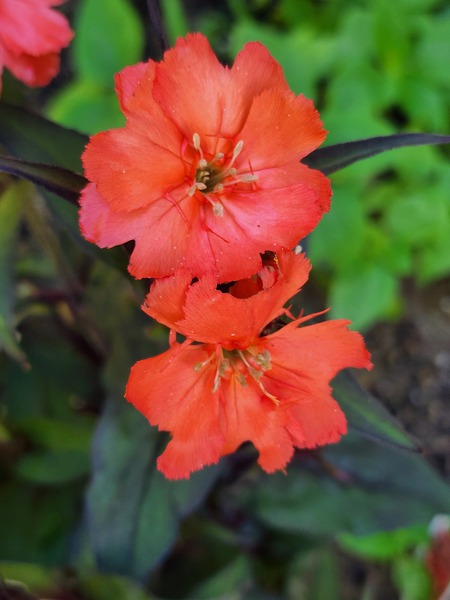 Coral flower cluster by TheStableLabel