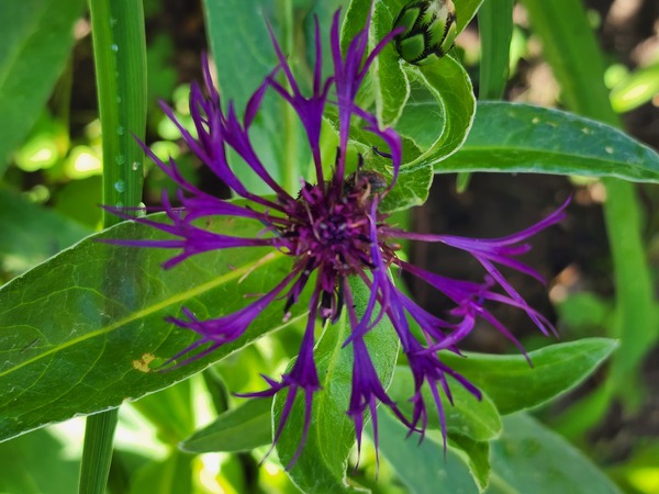 Purple spider flower by TheStableLabel
