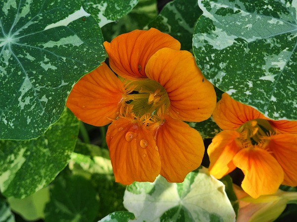 Orange nasturtium 2 by TheStableLabel