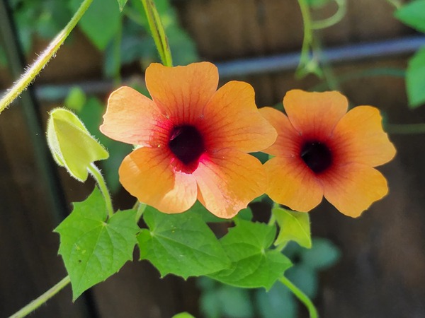 Thunbergia 1 by TheStableLabel