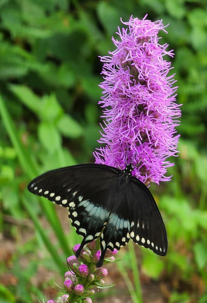  Black Butterfly on purple flower by TheStableLabel