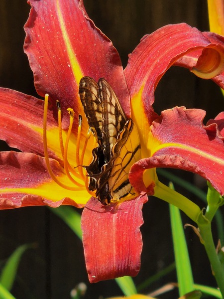 Butterfly on orange lily by TheStableLabel