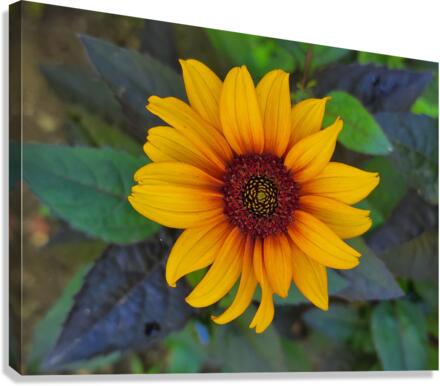 Rustic daisy flower 2 Canvas Print