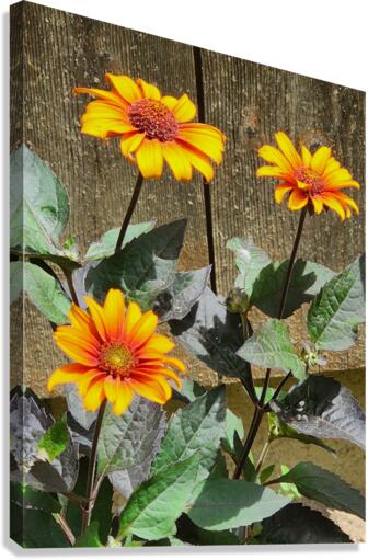 Rustic daisy Canvas Print
