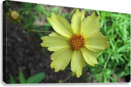 Yellow flower Canvas Print