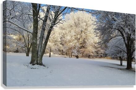 Ice on tree Canvas Print