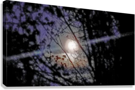 Moon through trees Canvas Print