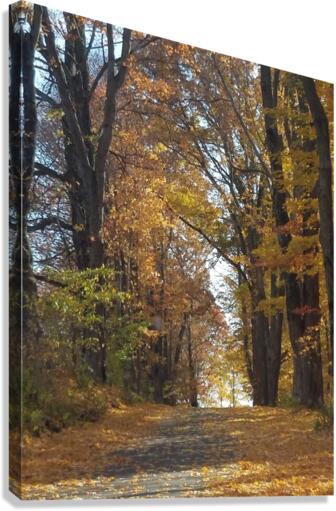 Road in fall Canvas Print