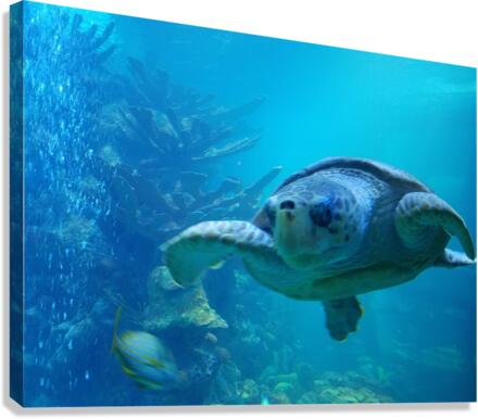 Seaturtle  Canvas Print