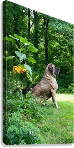 Mastiff pose Canvas Print
