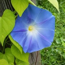 Morning glory