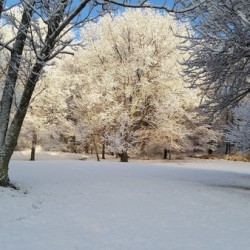 Ice on tree