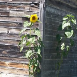 Antique barn sunflower 2