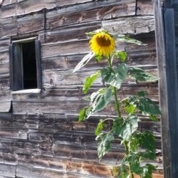 Sunflower & antique barn