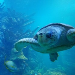 Seaturtle 