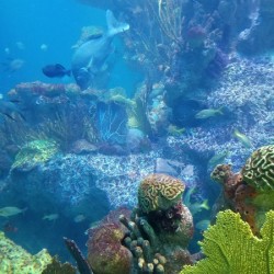 Ocean coral