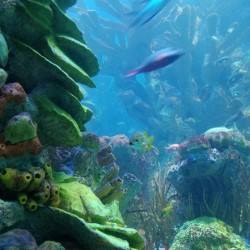 Ocean coral 2