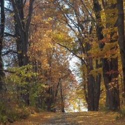 Road in fall