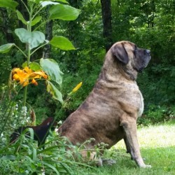 Majestic mastiff