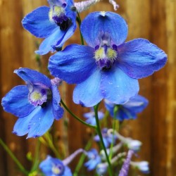 True blue flower