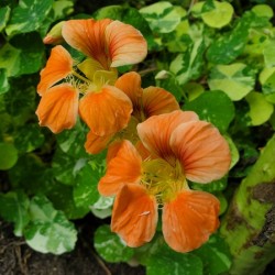 Nasturtium peach