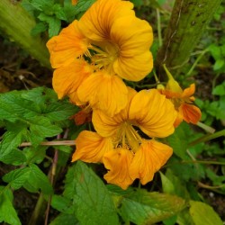 Nasturtium yellow orange