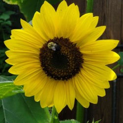 Sunflower with bumblebee