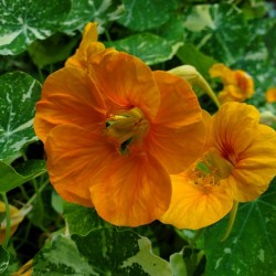Nasturtium flower orange