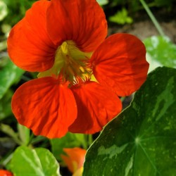 Nasturtium orange red