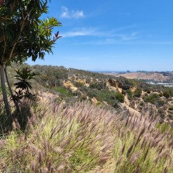 San Diego landscape