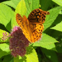 Butterfly pink flower 