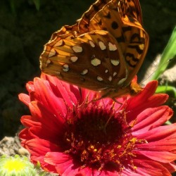 Butterfly coral flower 