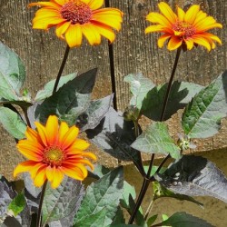 Rustic daisy