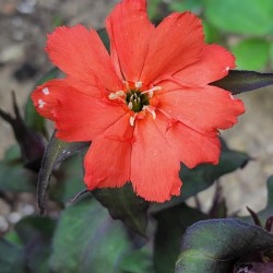 Coral flower