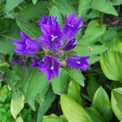 Purple flower
