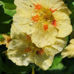 Pale yellow nasturtium flower 
