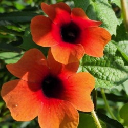 Double orange thunbergia 