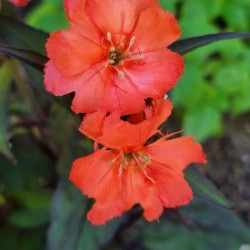 Coral flower cluster