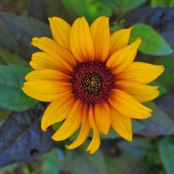 Rustic daisy flower 2